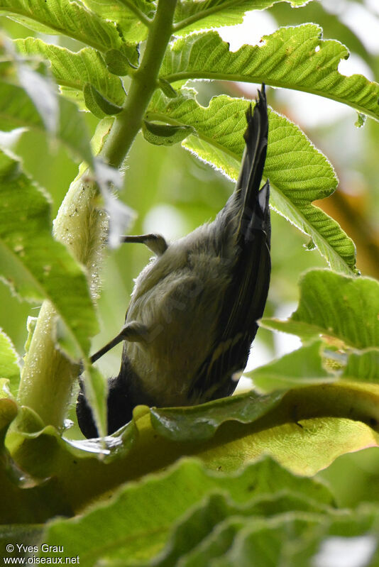 Stripe-breasted Tit