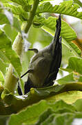 Stripe-breasted Tit