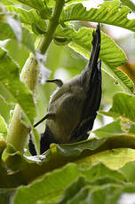 Mésange à ventre strié