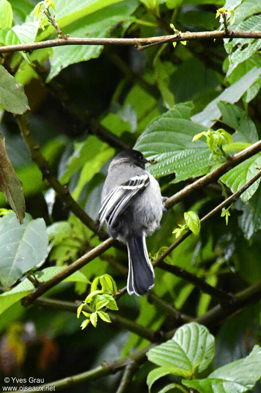 Stripe-breasted Tit