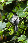 Stripe-breasted Tit