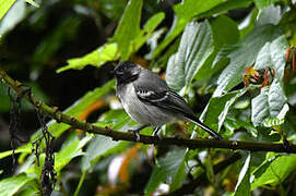 Stripe-breasted Tit