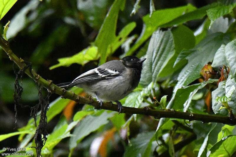 Mésange à ventre strié