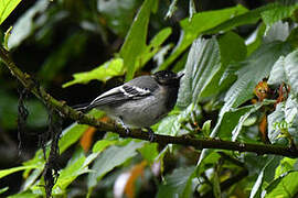 Stripe-breasted Tit