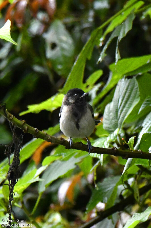 Stripe-breasted Tit