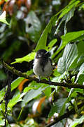 Stripe-breasted Tit