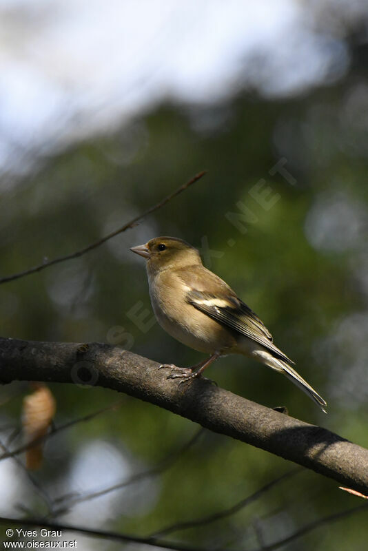 Eurasian Chaffinch