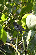 Banded Prinia