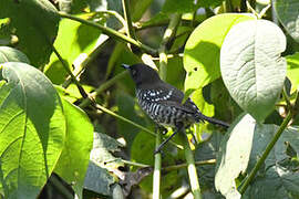 Banded Prinia