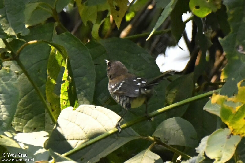 Prinia rayée