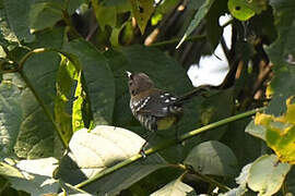 Banded Prinia