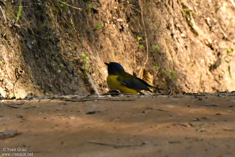 White-starred Robin