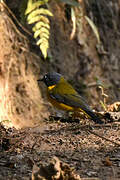 White-starred Robin