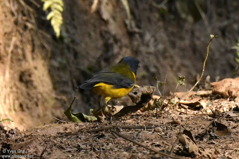 White-starred Robin