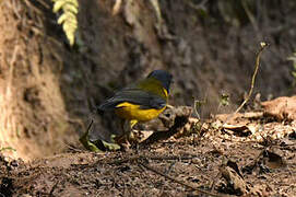 White-starred Robin