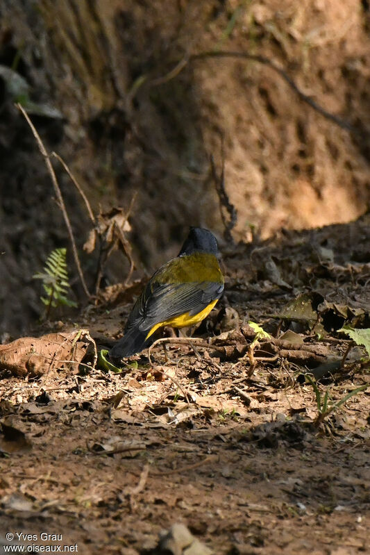 White-starred Robin