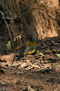 White-starred Robin