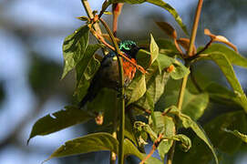 Rwenzori Double-collared Sunbird