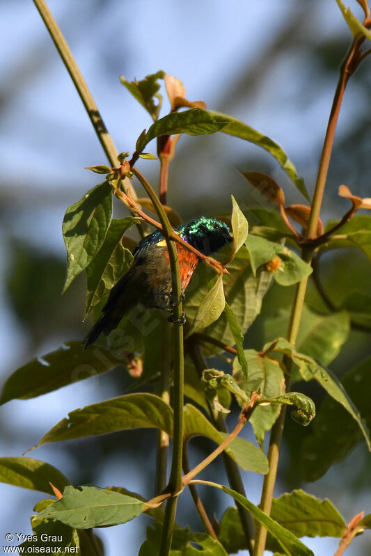 Rwenzori Double-collared Sunbird