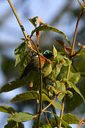 Rwenzori Double-collared Sunbird