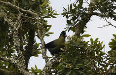 Touraco du Ruwenzori