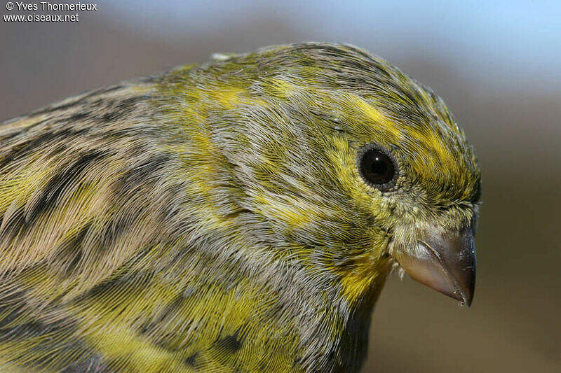 European Serin - Serinus Serinus Male Adult - Yvth17087