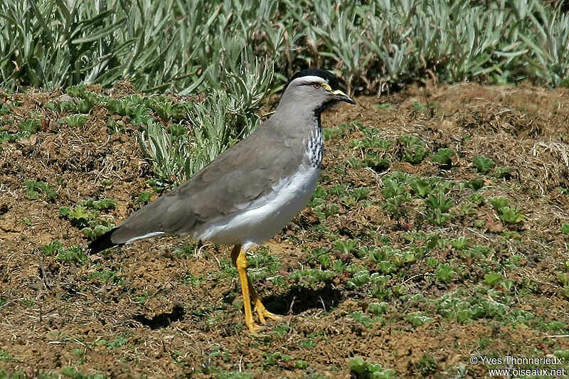 Spot-breasted Lapwing - Vanellus melanocephalus - yvth5087