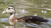 Canard carolin