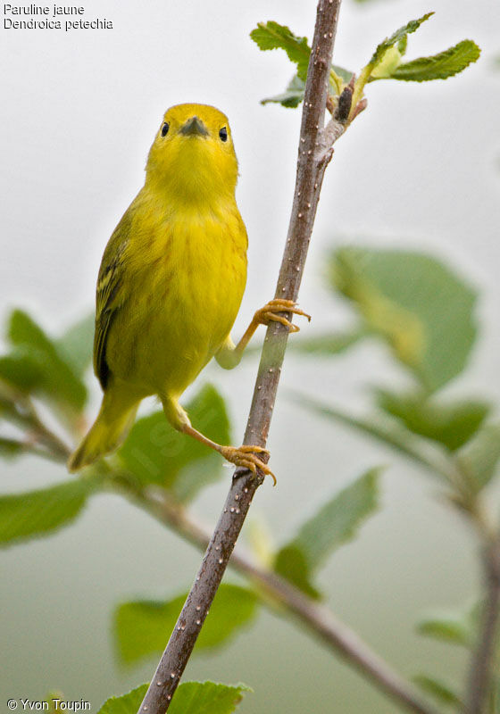 American Yellow Warbler, identification