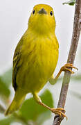 Paruline jaune